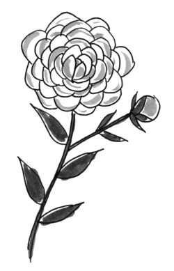 最も人気のある 薔薇 イラスト 白黒 透明なpng画像を無料でダウンロード